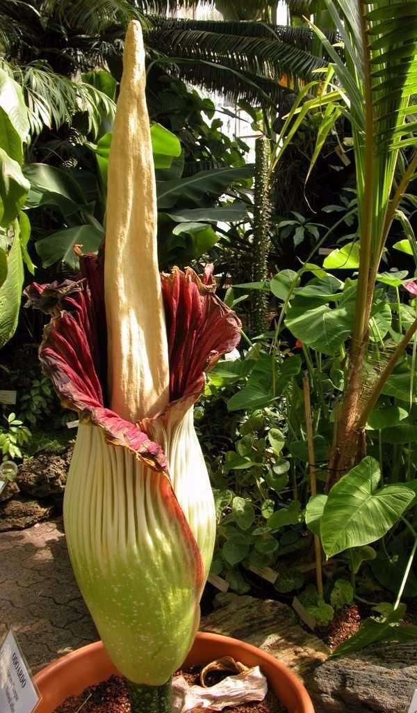 Foto - Dünyanın en pis kokan çiçeği açtı