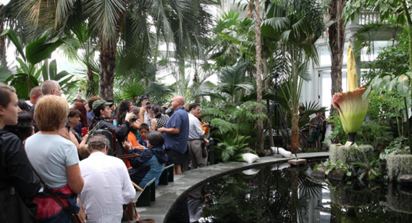 Foto - Dünyanın en pis kokan çiçeği açtı