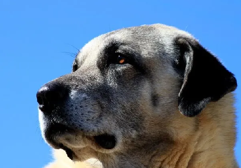 Foto - Dünyanın en sadık köpeği Anadolu'da! Her an her şey olabilir, hayatlar ona emanet: Başka hiçbir yerde böyle bir köpek yok