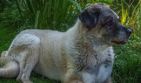 Foto - Dünyanın en sadık köpeği Anadolu'da! Her an her şey olabilir, hayatlar ona emanet: Başka hiçbir yerde böyle bir köpek yok