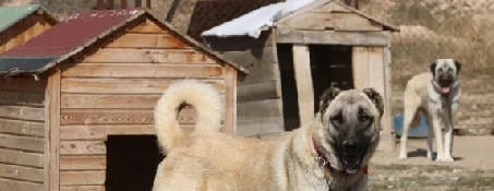 Dünyanın en sadık köpeği Anadolu'da! Her an her şey olabilir, hayatlar ona emanet: Başka hiçbir yerde böyle bir köpek yok