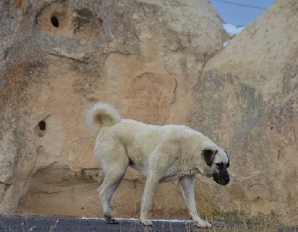 Foto - Dünyanın en sadık köpeği Anadolu'da! Her an her şey olabilir, hayatlar ona emanet: Başka hiçbir yerde böyle bir köpek yok
