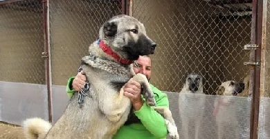 Foto - Dünyanın en sadık köpeği Anadolu'da! Her an her şey olabilir, hayatlar ona emanet: Başka hiçbir yerde böyle bir köpek yok
