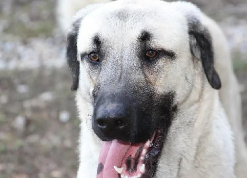 Foto - Dünyanın en sadık köpeği Anadolu'da! Her an her şey olabilir, hayatlar ona emanet: Başka hiçbir yerde böyle bir köpek yok