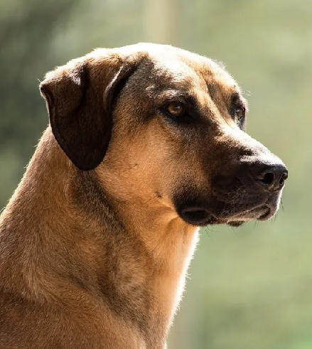 Foto - Dünyanın en sadık köpeği Anadolu'da! Her an her şey olabilir, hayatlar ona emanet: Başka hiçbir yerde böyle bir köpek yok