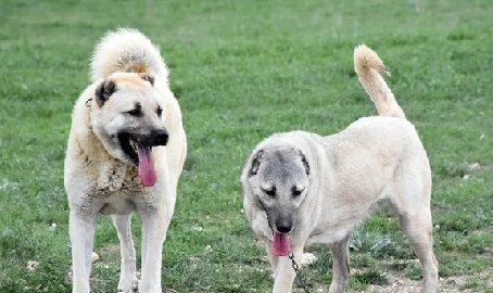 Foto - Dünyanın en sadık köpeği Anadolu'da! Her an her şey olabilir, hayatlar ona emanet: Başka hiçbir yerde böyle bir köpek yok