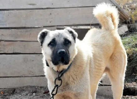 Foto - Dünyanın en sadık köpeği Anadolu'da! Her an her şey olabilir, hayatlar ona emanet: Başka hiçbir yerde böyle bir köpek yok