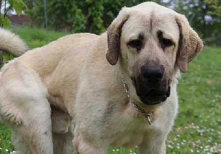 Foto - Dünyanın en sadık köpeği Anadolu'da! Her an her şey olabilir, hayatlar ona emanet: Başka hiçbir yerde böyle bir köpek yok