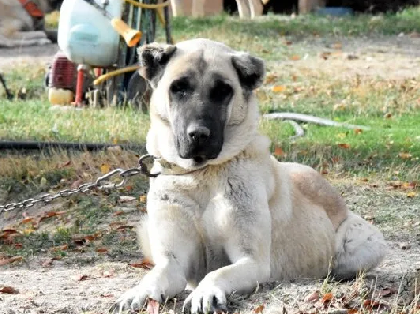Foto - Dünyanın en sadık köpeği Anadolu'da! Her an her şey olabilir, hayatlar ona emanet: Başka hiçbir yerde böyle bir köpek yok