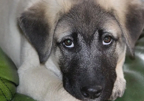 Foto - Dünyanın en sadık köpeği Anadolu'da! Her an her şey olabilir, hayatlar ona emanet: Başka hiçbir yerde böyle bir köpek yok