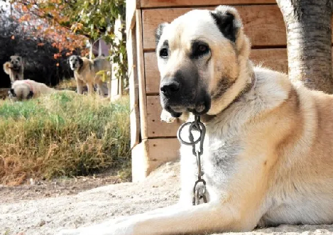 Foto - Dünyanın en sadık köpeği Anadolu'da! Her an her şey olabilir, hayatlar ona emanet: Başka hiçbir yerde böyle bir köpek yok