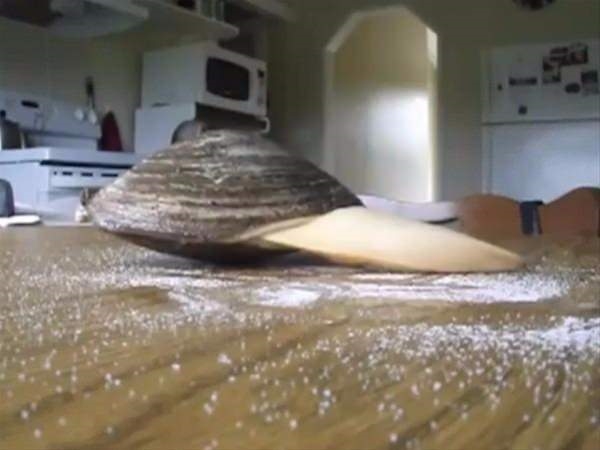 Foto - Dünyanın en sıra dışı canlıları