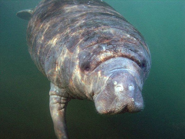 Foto - Dünyanın en sıra dışı canlıları