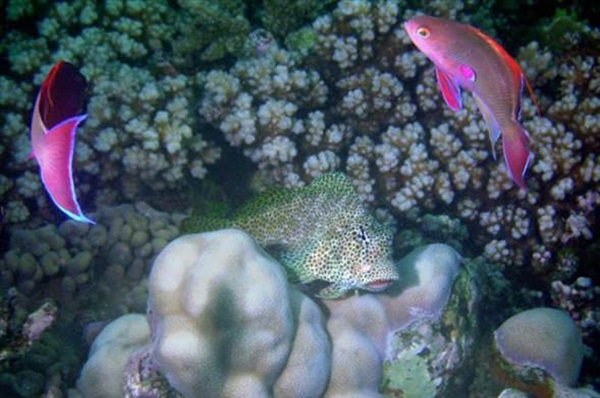 Foto - Dünyanın en sıra dışı canlıları