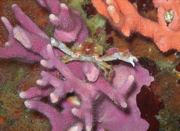 Foto - Dünyanın en sıra dışı canlıları