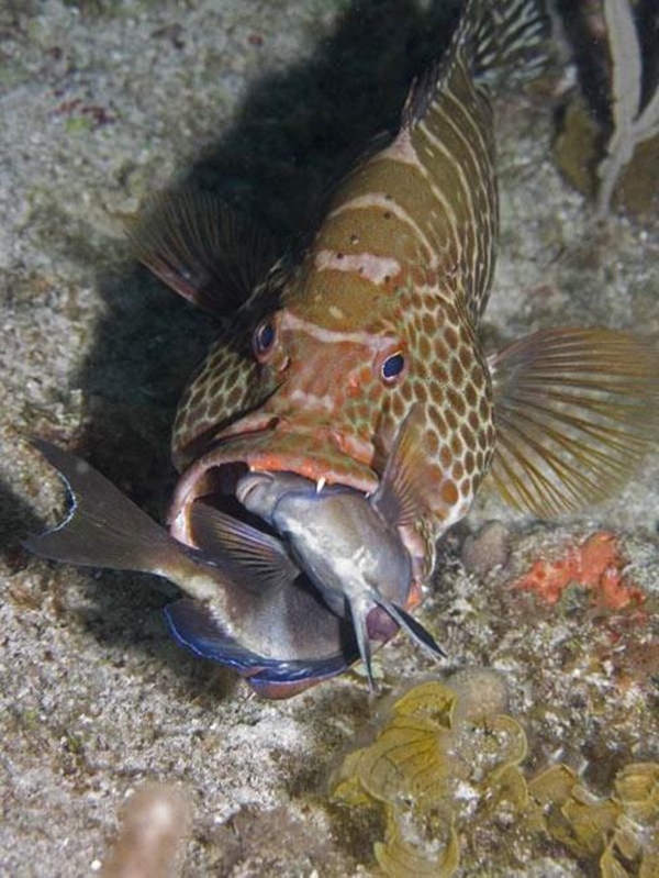 Foto - Dünyanın en sıra dışı canlıları