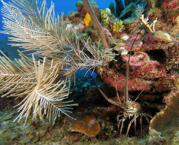 Foto - Dünyanın en sıra dışı canlıları
