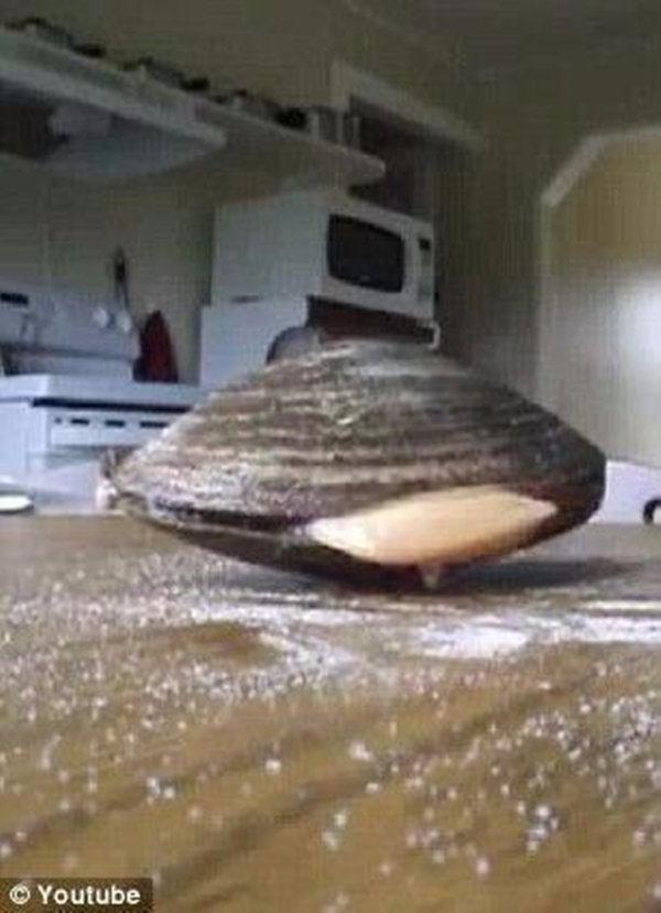 Foto - Dünyanın en sıra dışı canlıları