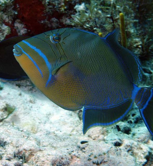 Foto - Dünyanın en sıra dışı canlıları