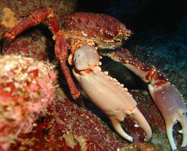 Foto - Dünyanın en sıra dışı canlıları