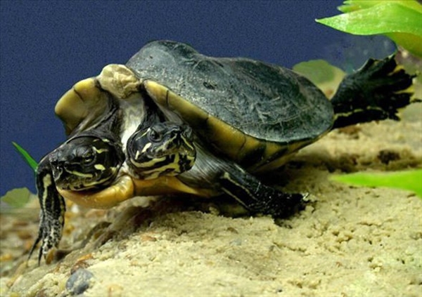 Foto - Dünyanın en sıra dışı canlıları