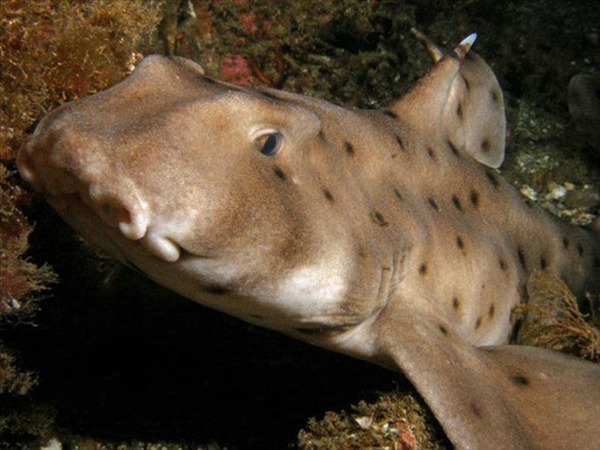 Foto - Dünyanın en sıra dışı canlıları