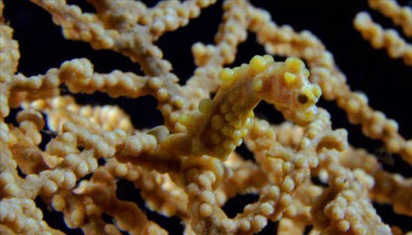 Foto - Dünyanın en sıra dışı canlıları