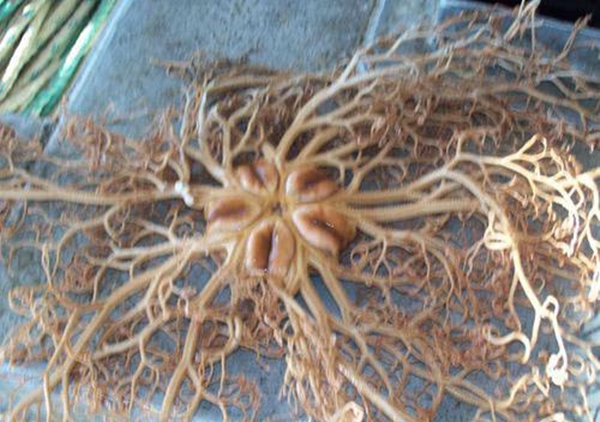 Foto - Dünyanın en sıra dışı canlıları