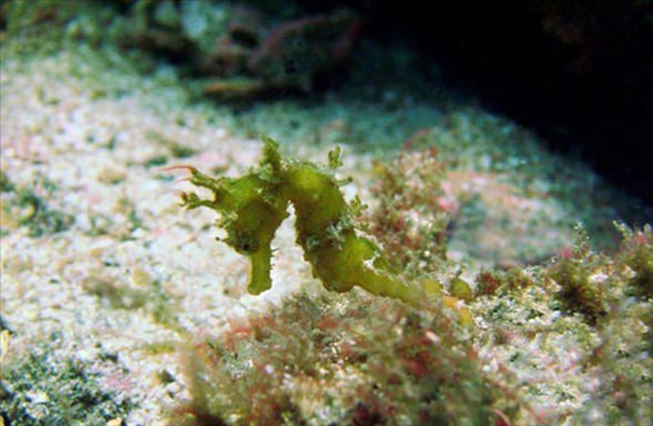 Foto - Dünyanın en sıra dışı canlıları