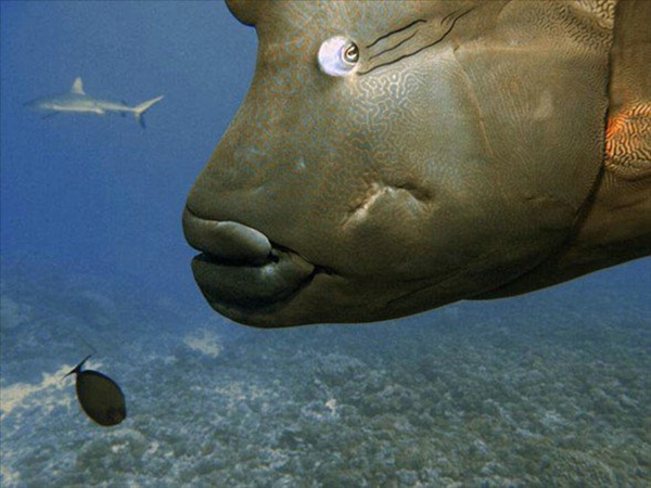 Foto - Dünyanın en sıra dışı canlıları