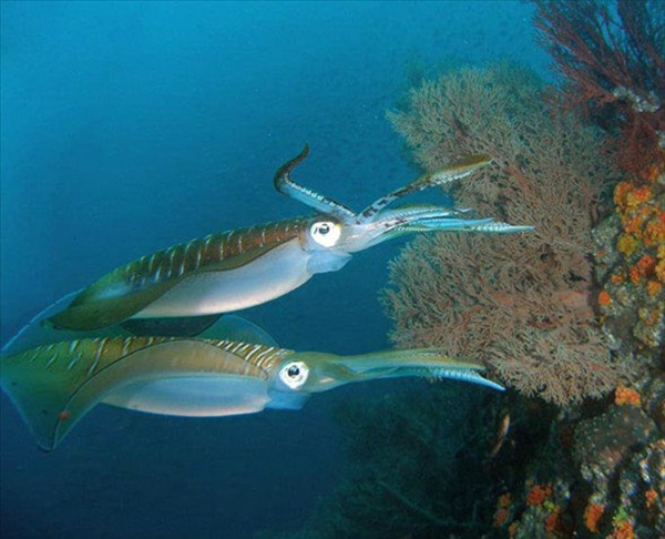 Foto - Dünyanın en sıra dışı canlıları