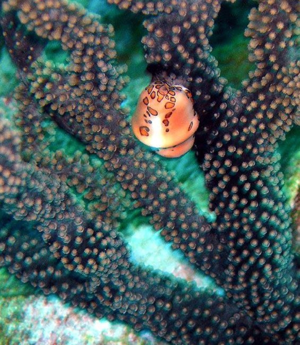 Foto - Dünyanın en sıra dışı canlıları