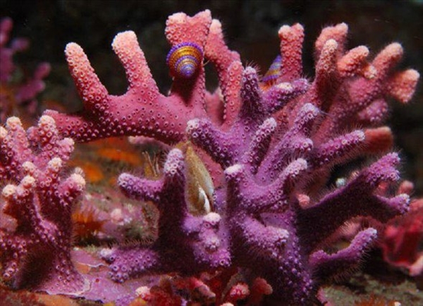 Foto - Dünyanın en sıra dışı canlıları