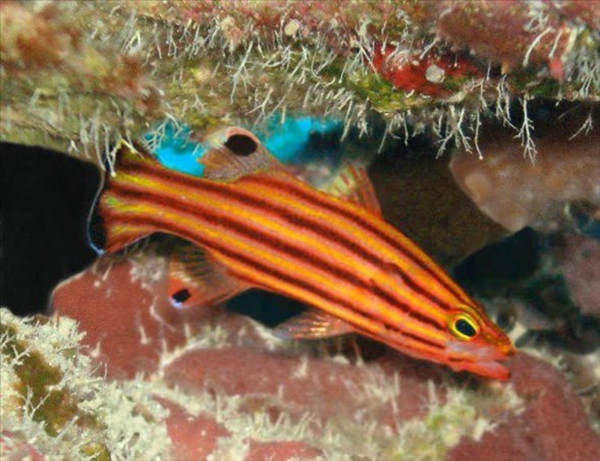 Foto - Dünyanın en sıra dışı canlıları