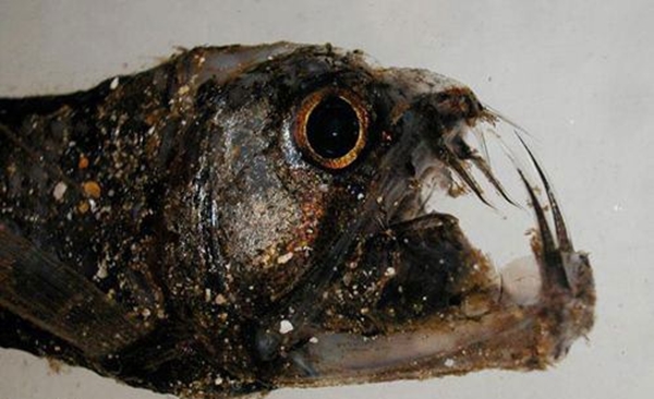 Foto - Dünyanın en sıra dışı canlıları