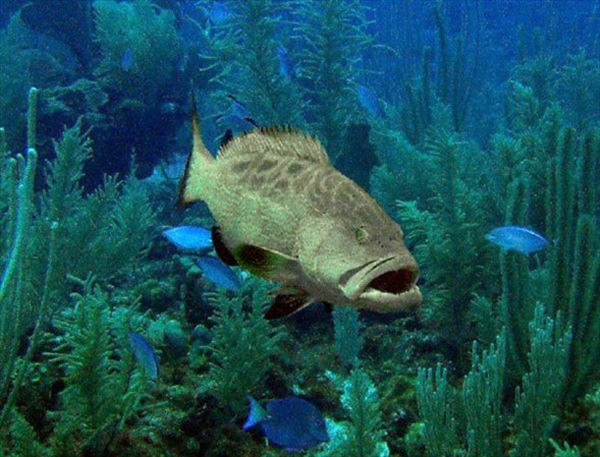 Foto - Dünyanın en sıra dışı canlıları