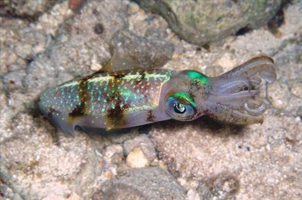 Foto - Dünyanın en sıra dışı canlıları