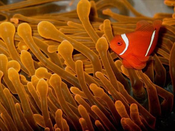 Foto - Dünyanın en sıra dışı canlıları