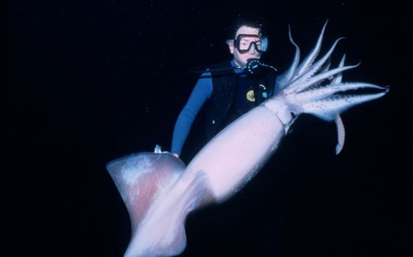 Foto - Dünyanın en sıra dışı canlıları