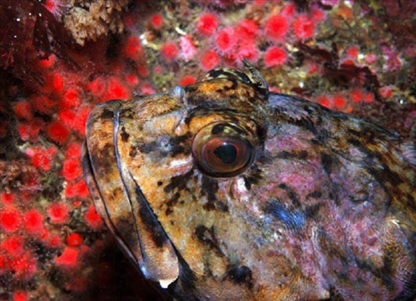 Foto - Dünyanın en sıra dışı canlıları