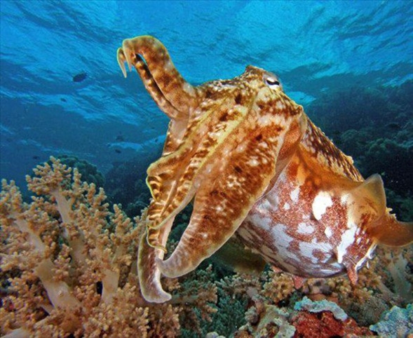 Foto - Dünyanın en sıra dışı canlıları