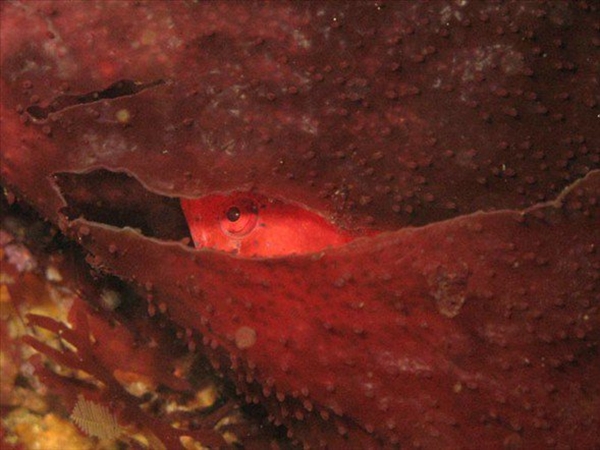 Foto - Dünyanın en sıra dışı canlıları