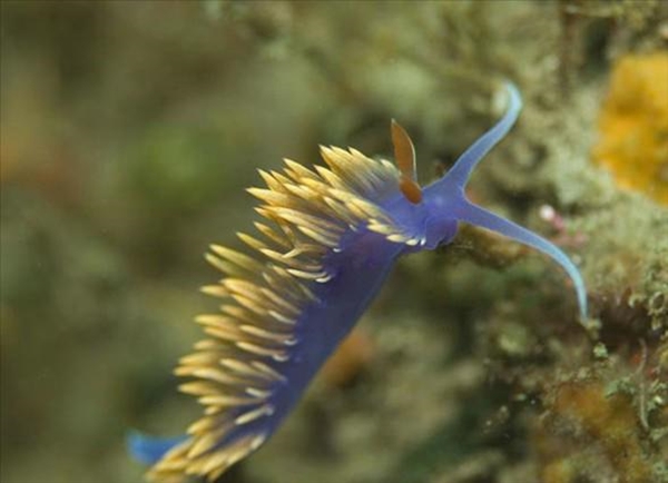 Foto - Dünyanın en sıra dışı canlıları