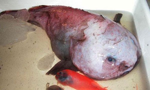 Foto - Dünyanın en sıra dışı canlıları