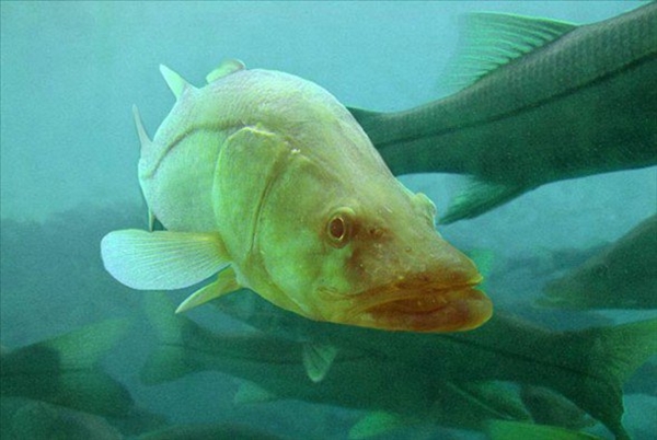 Foto - Dünyanın en sıra dışı canlıları