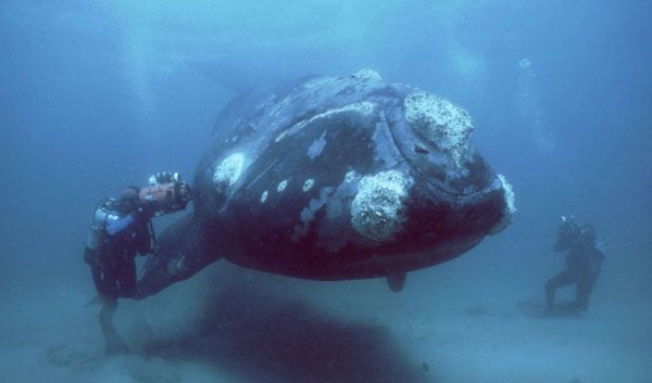 Foto - Dünyanın en sıra dışı canlıları