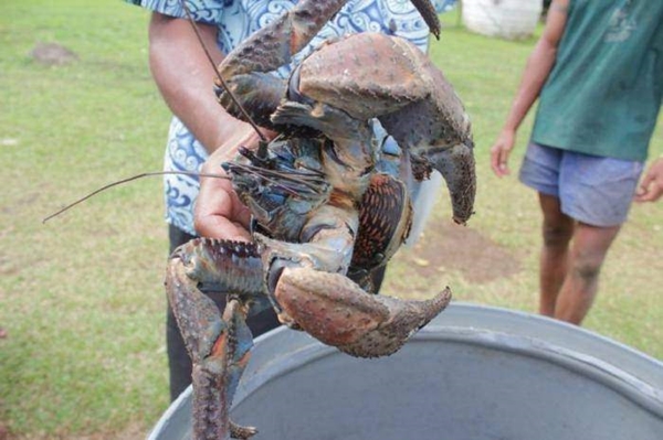 Foto - Dünyanın en sıra dışı canlıları