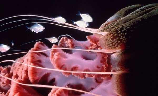 Foto - Dünyanın en sıra dışı canlıları