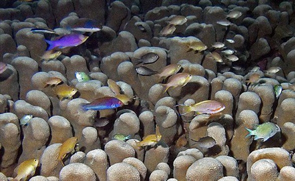 Foto - Dünyanın en sıra dışı canlıları