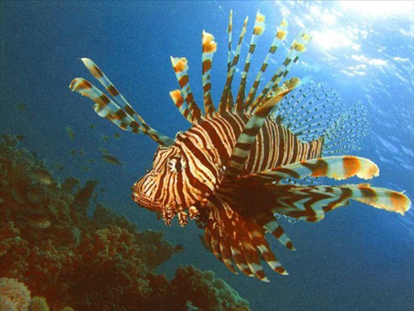 Foto - Dünyanın en sıra dışı canlıları